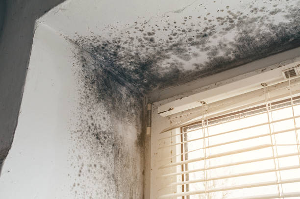 Affordable Basement Mold Removal solutions in Allendale, NJ