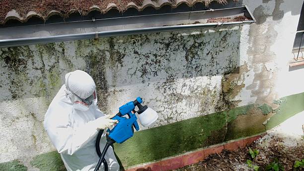Trusted Mold Removal service in Allendale, NJ - Cheap Mold Removal